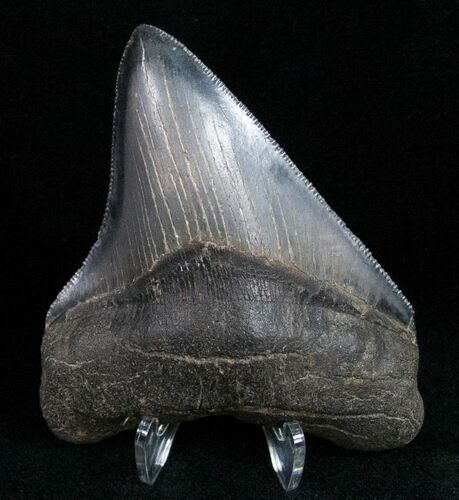 Sharply Serrated Posterior Megalodon Tooth #11940